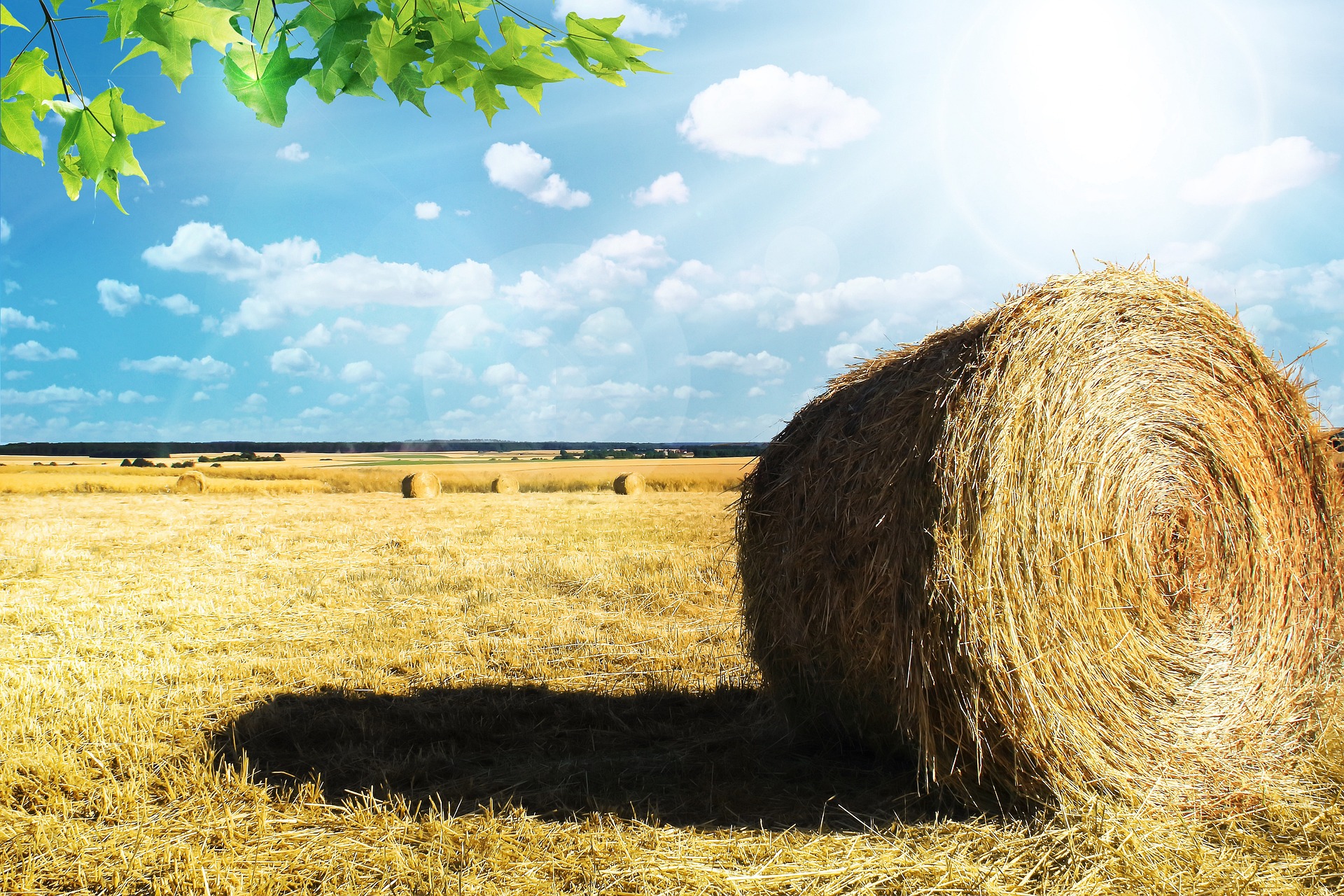 field-857903_1920